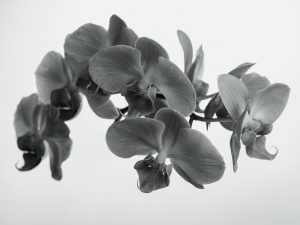 AMB_3828-Edit